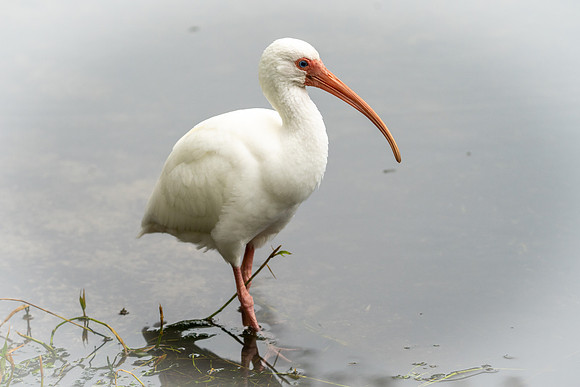 White Ibis