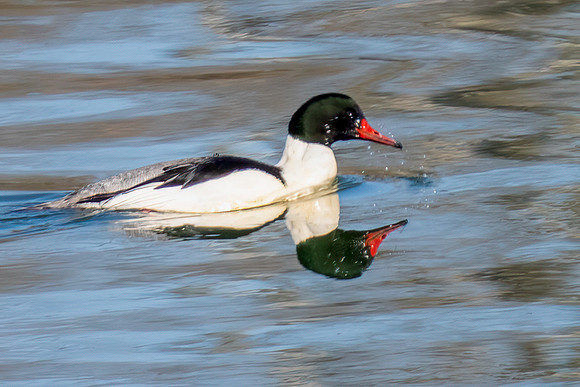 Common Merganser