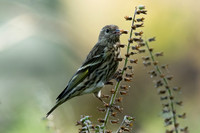 Pine Siskin