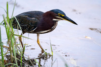 Grean Heron