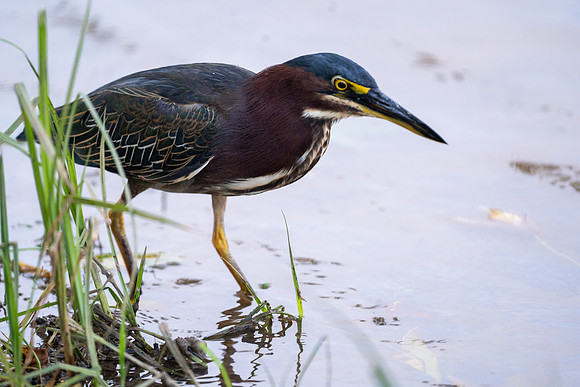 Grean Heron