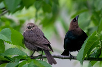 Brown-headed cowbird
