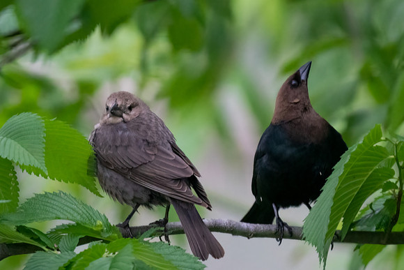 Brown-headed cowbird