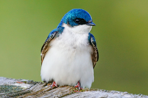 Tree Swallow