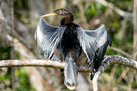 Anhinga