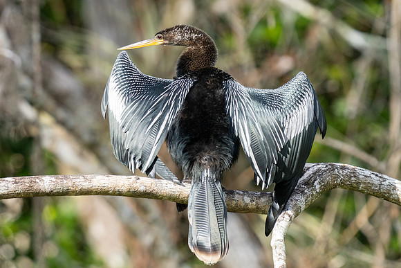 Anhinga