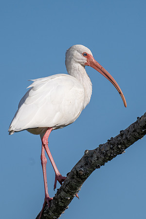 White Ibis