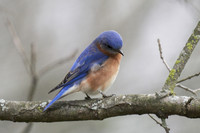 Eastern Bluebird