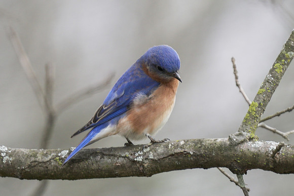 Eastern Bluebird