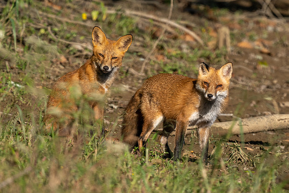 Red Fox
