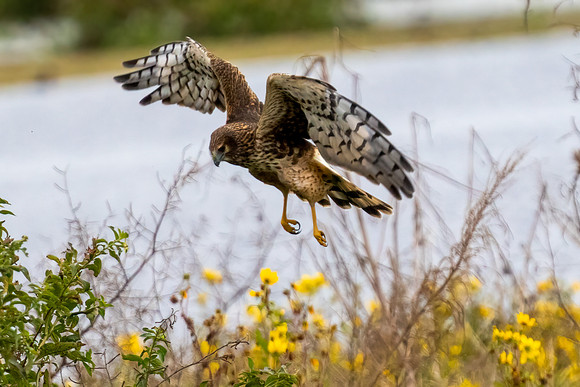 Hen Harrier