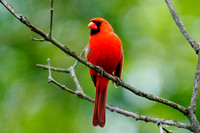 Male Cardinal