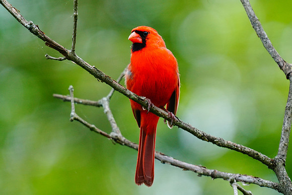 Male Cardinal