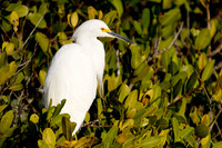 Snowy Egret