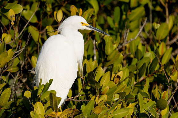 Snowy Egret