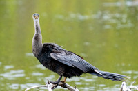 Anhinga