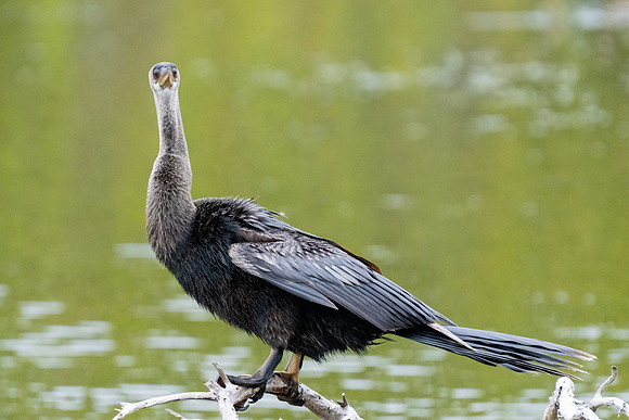Anhinga