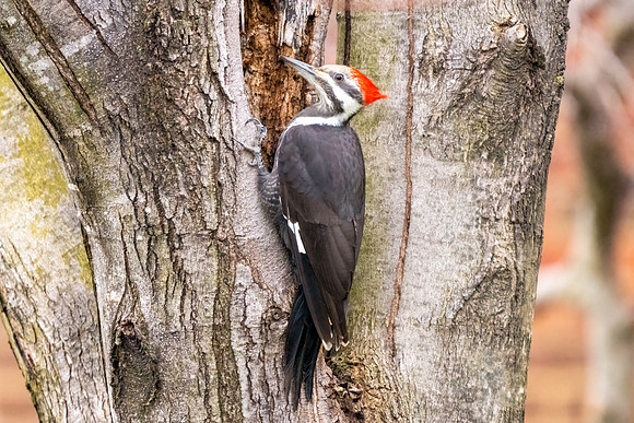Pileated Woodpecker