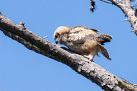 Great-horned owlet's first fly