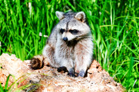 Common Raccoon