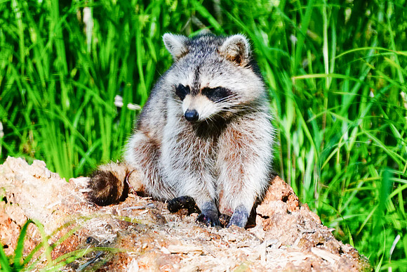 Common Raccoon