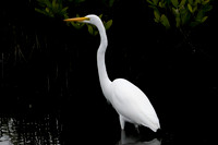 Great Egret