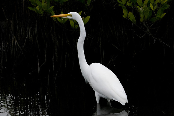 Great Egret