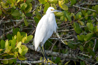 Snowy Egret