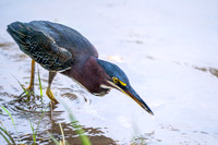 Green Heron
