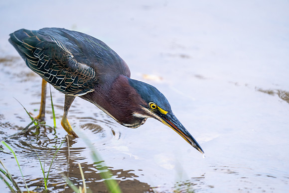 Grean Heron