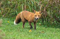 Red Fox