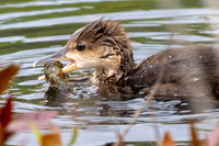 Baby Merganser caught a grayfish