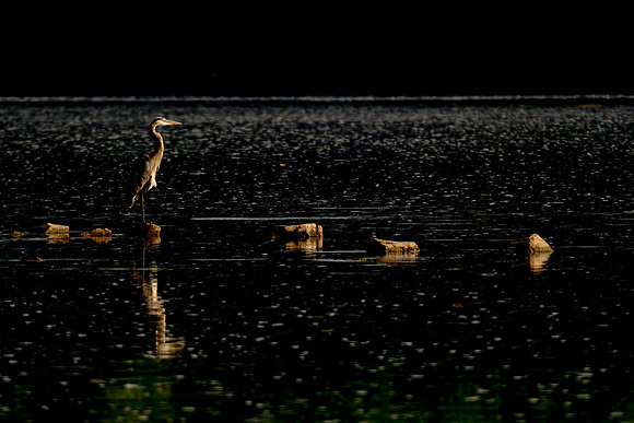 Great Blue Heron