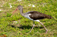 Immature White Ibis