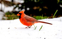 Male Cardinal