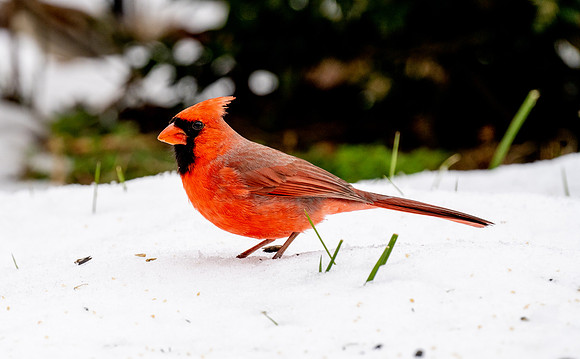 Male Cardinal