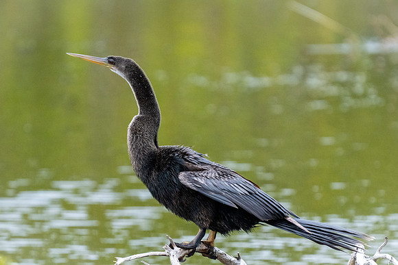 Anhinga
