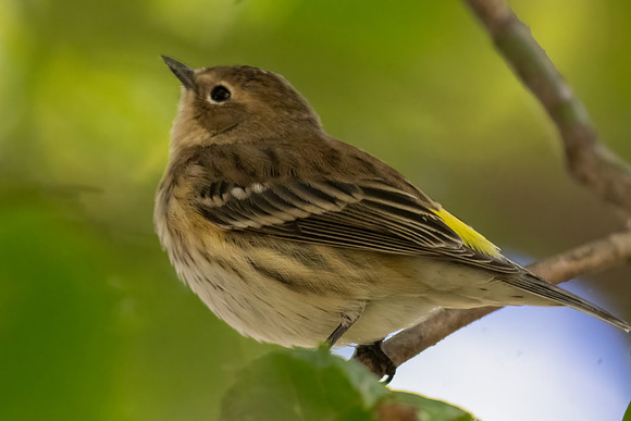 Yellow-rumped Warbler