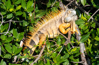 Green Iguana