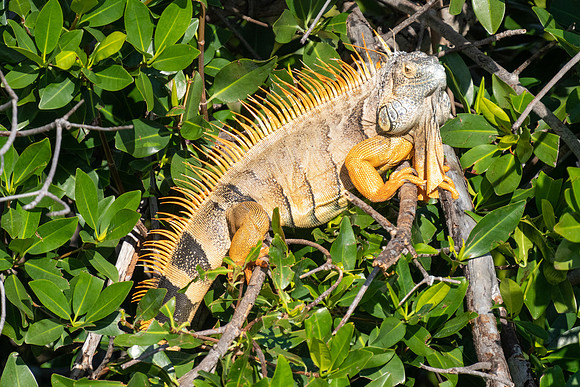 Green Iguana