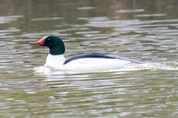 Male Common Merganser