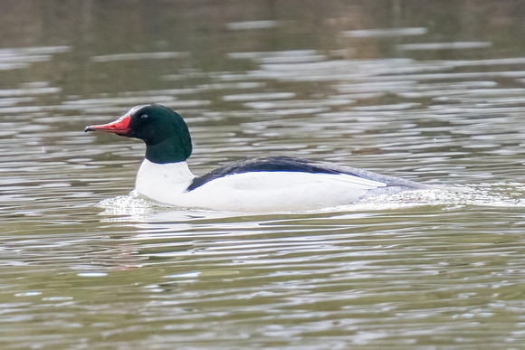 Male Common Merganser