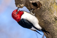 Red-headed Woodpecker
