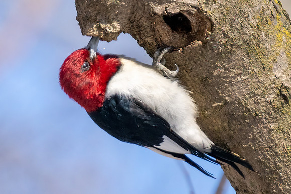 Red-headed Woodpecker