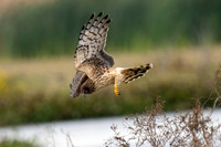 Hawks