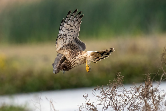 Hen Harrier