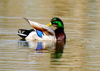 Mallard