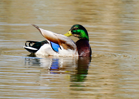 Mallard