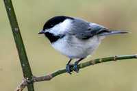 Carolina Chickadee