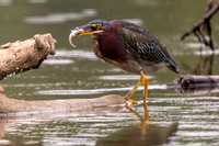 Green Heron